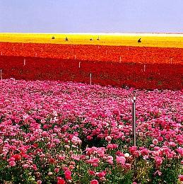 《暗黑破坏神：不朽》全新职业“雾刃”首曝 定档5月23日